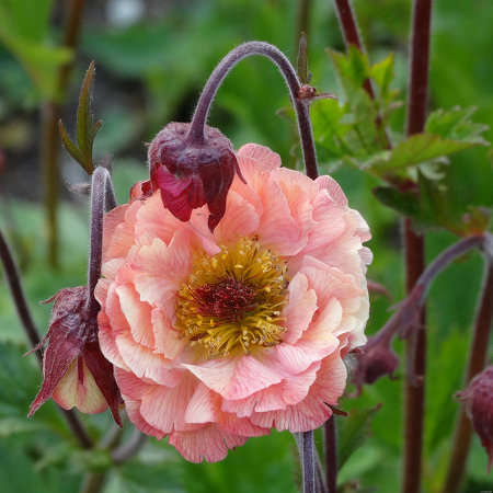 Kuklik Mai Tai Geum 9