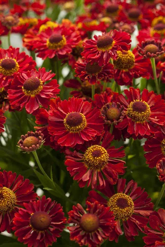 Dzielżan Jesienny Ranchera Helenium Autumnale 1l