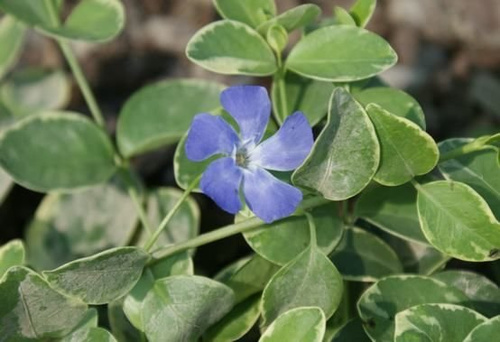 Barwinek pospolity Argenteovariegata Vinca minor 9
