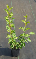 Jaśminowiec Innocence Philadelphus 1l