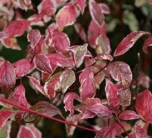Dereń Biały Sibirica Variegata Cornus alba 1l
