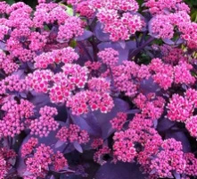 Rozchodnik wielki Oriental Dancer Sedum telephium