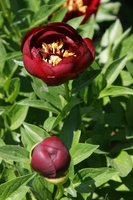Piwonia miezańczowa Buckeye Belle Peonia 2-3l