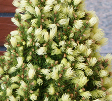 Świerk Biały Daisy's White Picea Glauca 9-1l