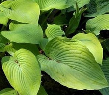 Funkia Doubloons Hosta  2l