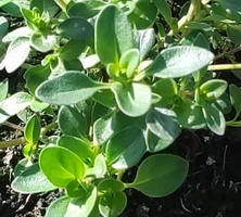 Macierzanka piaskowa Thymus Serphyllum