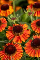 Dzielżan jesienny Short And Sassy Helenium autumnale