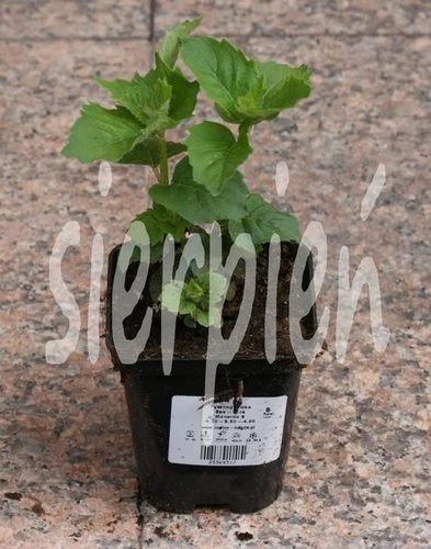 Pysznogłówka Bee-Bright Monarda 9