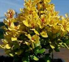 Berberys Thunberga Goldalita Berberis Thunbergii 1l
