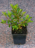 Azalia japońska Geisha Orange Azalea japonicum 11