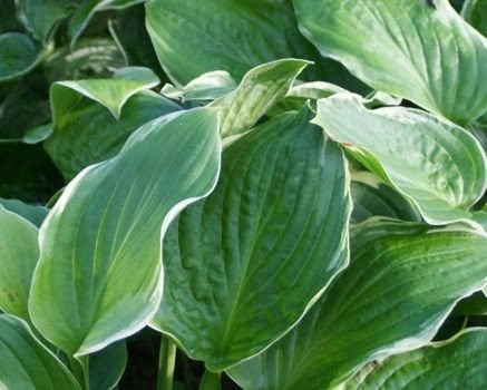 Funkia Christmas Tree Hosta 1l  