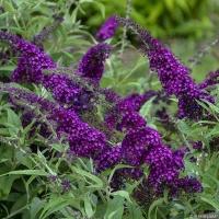 Budleja Dawida Magenta Munchkin Buddleja Davidii