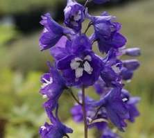 Ostróżka King Arthur Delphinium Cultorum Pacific 