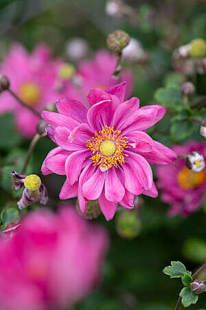 Zawilec Garden Breeze Rosy Red Anemone Hybrida 