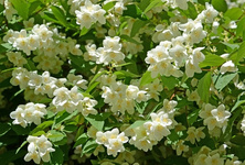 Jaśminowiec Innocence Philadelphus 1l