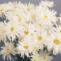 Złocień hybryda Crazy Daisy Leucanthemum x superbum