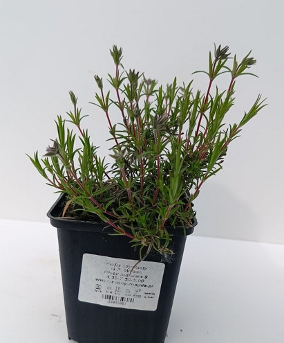 Floks szydlasty G.F. Wilson Phlox subulata 9