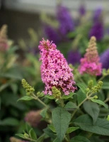 Budleja Butterfly Candy Little Pink Buddleja davidii 1l