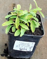 Szałwia omszona Caradonna Pink Salvia nemorosa 9