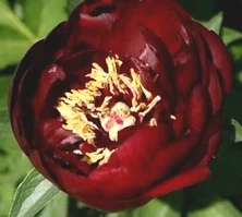 Piwonia miezańczowa Buckeye Belle Peonia 2-3l