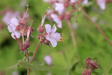 Bodziszek korzeniasty Geranium macrorrhizum 0,5- 1l