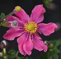 Zawilec Summer Breeze Vibrant Pink Anemone Hybrida 9