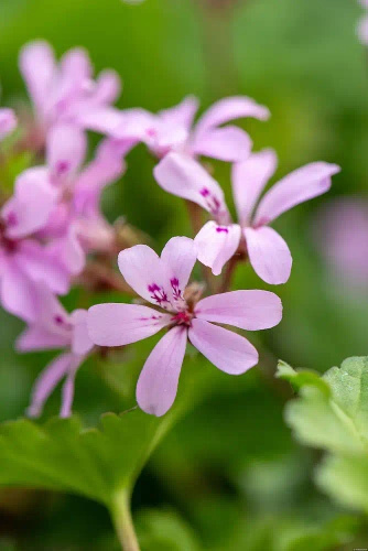 Bodziszek Pinki Pinks Geranium hybrida