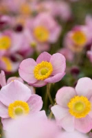 Zawilec Summer Breeze Baby Pink Anemone Hybrida