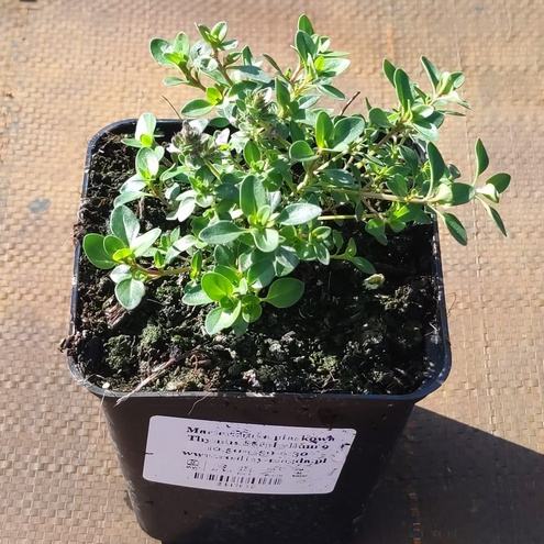 Macierzanka piaskowa Thymus Serphyllum