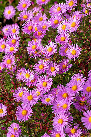 Aster krzaczasty Peter Harrison Aster dumosus 9 