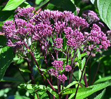Sadziec purpurowy  Baby Joe Eupatorium purpureum 0,5 - 1l
