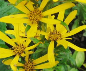 Języczka Hessego Gregynog Gold Ligularia x hessei 1l