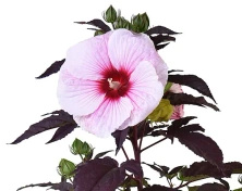 Hibiskus Starry Night Hibiscus hybrida