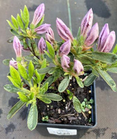 Azalia japońska Ledikanense Azalea japonicum 11