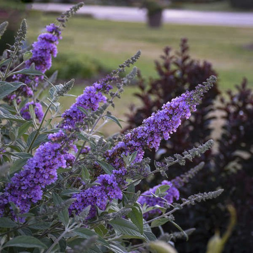 Budleja Dawida Lavender Cupcake Buddleja Davidii 1l
