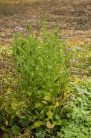 Aster tatarski Jindai Aster tataricus 1l