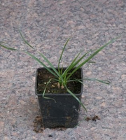 Rozplenica Japońska Gelbstiel Pennisetum Alopecuroides 9
