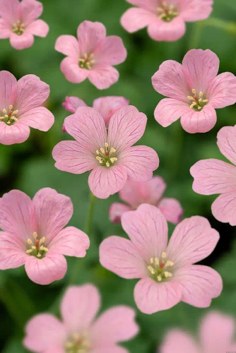 Bodziszek Endressa Wargrave Pink Geranium endressii