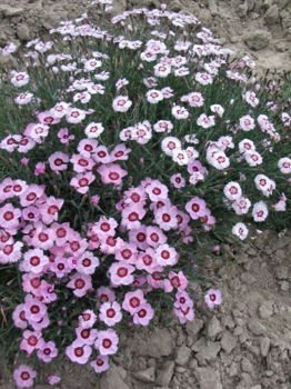 Goździk alpejski Alwodii Dianthus alpinus