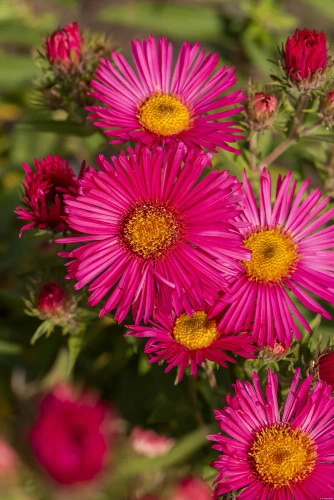 Aster nowobelgijski Andenken am Alma Pötschke Aster novi-belgii 1l