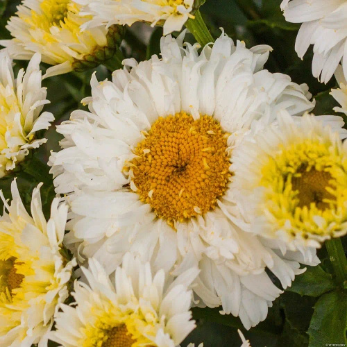 Złocień Wielki Macaroon Leucanthemum Maximum