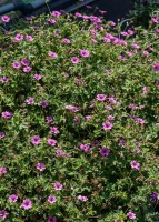 Bodziszek Elworthy Eyecatcher Geranium hybrida