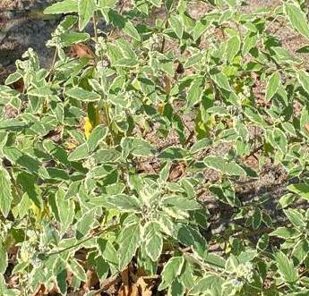 Barbula White Surprise Caryopteris Clandonensis 1l