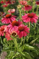 Jeżówka Meditation Cerise Echinacea 0,5l
