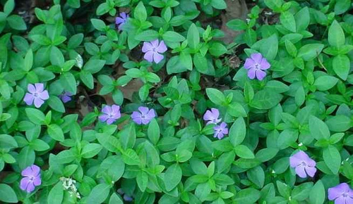 Barwinek pospolity Vinca minor 9