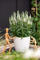 Przetacznik Lancita White Veronica hybrida