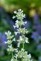 Kocimiętka Fasena Snowflake Nepeta Faassenii