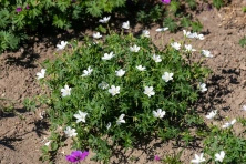 Bodziszek czerwony Album Geranium sanguineum