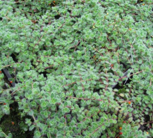 Macierzanka  Omszona Thymus Lanuginosus 9