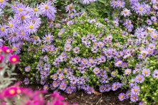 Aster October Skies Symphyotrichum oblongifolium